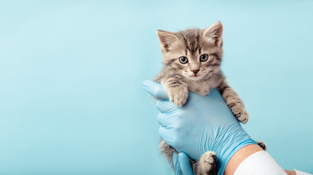 veterinær holder en kattunge ser kun hendene med blå hansker